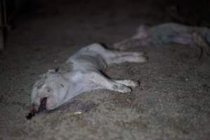 Dead piglets in walkway - Captured at Korunye Park Piggery, Korunye SA Australia.
