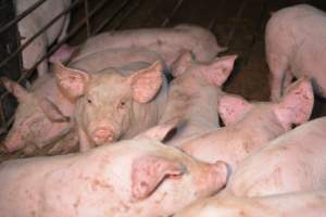 Pigs in grower pen - Captured at SA.