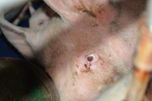 Sow in farrowing crate - Captured at SA.