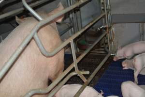 Sow in farrowing crate - Captured at SA.