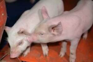 Piglets in farrowing crate - Captured at SA.