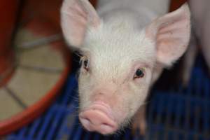Piglet in farrowing crate - Captured at SA.