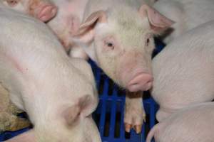 Piglet in farrowing crate - Captured at SA.