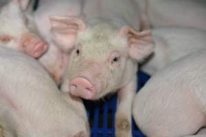 Piglet in farrowing crate - Captured at SA.