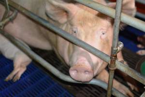 Sow in farrowing crate - Captured at SA.