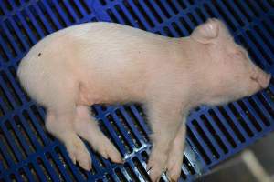 Dead piglet in farrowing crate - Captured at SA.