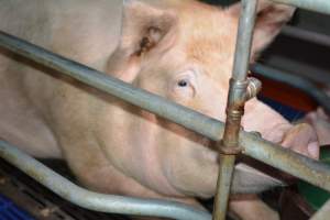 Sow in farrowing crate - Captured at SA.