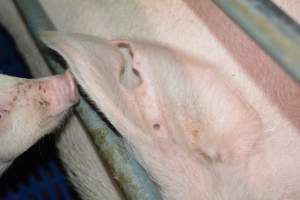 Torn sow ear - Captured at SA.
