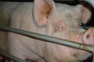Sow in farrowing crate - Captured at SA.