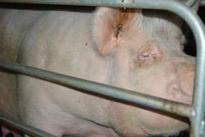 Sow in farrowing crate - Captured at SA.