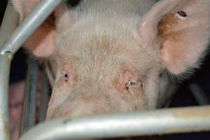 Sow in farrowing crate - Captured at SA.