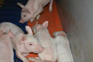 Dead piglet in farrowing crate - Captured at SA.