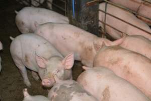 Grower pigs - Captured at SA.