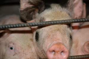 Grower pigs - Captured at SA.