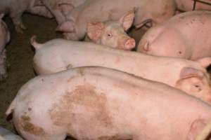 Grower pigs - Captured at SA.