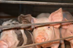 Grower pigs - Captured at SA.