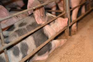 Grower pigs - Captured at SA.