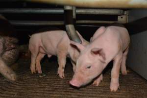 Piglets in farrowing crate - Captured at Saltlake pork, Lochiel SA Australia.