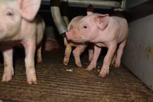 Piglets in farrowing crate - Captured at Saltlake pork, Lochiel SA Australia.