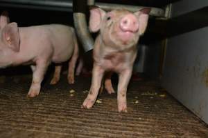 Piglets in farrowing crate - Captured at Saltlake pork, Lochiel SA Australia.