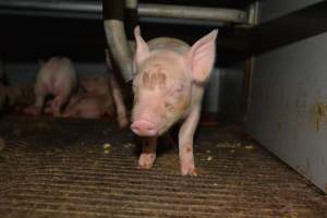 Piglets in farrowing crate - Captured at Saltlake pork, Lochiel SA Australia.