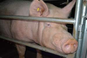 Sow in farrowing crates - Captured at Saltlake pork, Lochiel SA Australia.