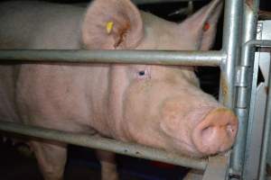 Sow in farrowing crate - Captured at Saltlake pork, Lochiel SA Australia.