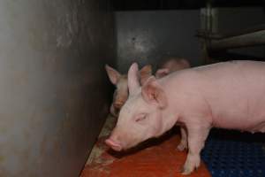 Piglets in farrowing crate - Captured at Saltlake pork, Lochiel SA Australia.