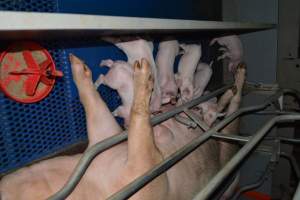 Piglets in farrowing crate - Captured at Saltlake pork, Lochiel SA Australia.