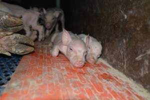 Piglets in farrowing crate - Captured at Saltlake pork, Lochiel SA Australia.