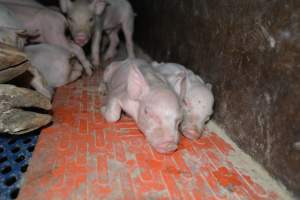 Piglets in farrowing crate - Captured at Saltlake pork, Lochiel SA Australia.