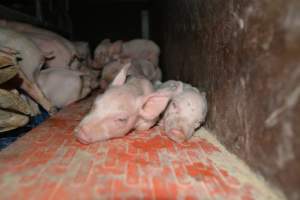 Piglets in farrowing crate - Captured at Saltlake pork, Lochiel SA Australia.