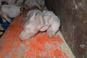 Piglets in farrowing crate - Captured at Saltlake pork, Lochiel SA Australia.