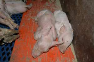 Piglets in farrowing crate - Captured at Saltlake pork, Lochiel SA Australia.