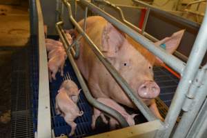 Sow in farrowing crate - Captured at Saltlake pork, Lochiel SA Australia.