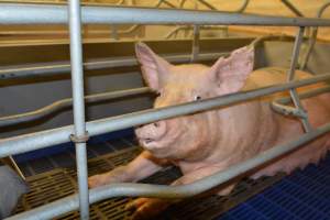 Sow in farrowing crate - Captured at Saltlake pork, Lochiel SA Australia.