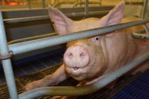 Sow in farrowing crate - Captured at Saltlake pork, Lochiel SA Australia.