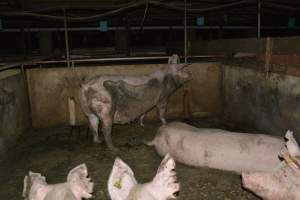 Group housing - Captured at Saltlake pork, Lochiel SA Australia.