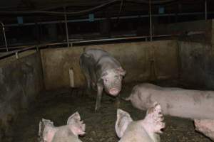 Group housing - Captured at Saltlake pork, Lochiel SA Australia.