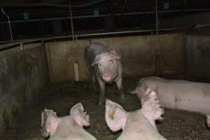 Group housing - Captured at Saltlake pork, Lochiel SA Australia.