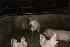 Group housing - Captured at Saltlake pork, Lochiel SA Australia.