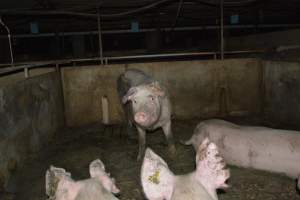 Group housing - Captured at Saltlake pork, Lochiel SA Australia.