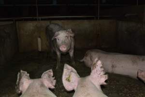 Group housing - Captured at Saltlake pork, Lochiel SA Australia.