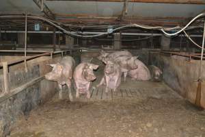 Group housing - Captured at Saltlake pork, Lochiel SA Australia.