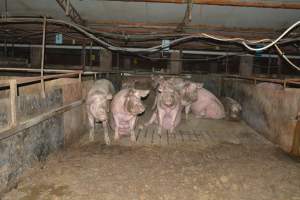 Group housing - Captured at Saltlake pork, Lochiel SA Australia.