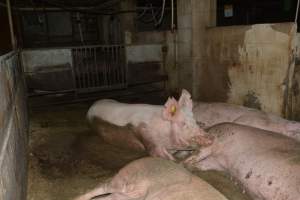 Group housing - Captured at Saltlake pork, Lochiel SA Australia.