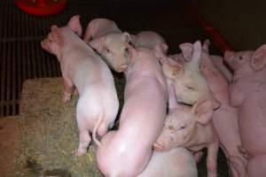 Piglets in farrowing crate - Captured at Saltlake pork, Lochiel SA Australia.