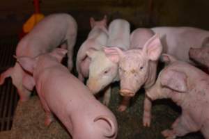 Piglets in farrowing crate - Captured at Saltlake pork, Lochiel SA Australia.