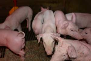 Agression injuries on piglet - Captured at Saltlake pork, Lochiel SA Australia.