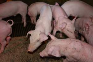 Agression injuries on piglets - Captured at Saltlake pork, Lochiel SA Australia.
